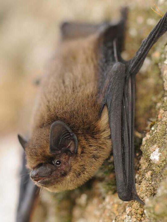 Pipistrelle commune