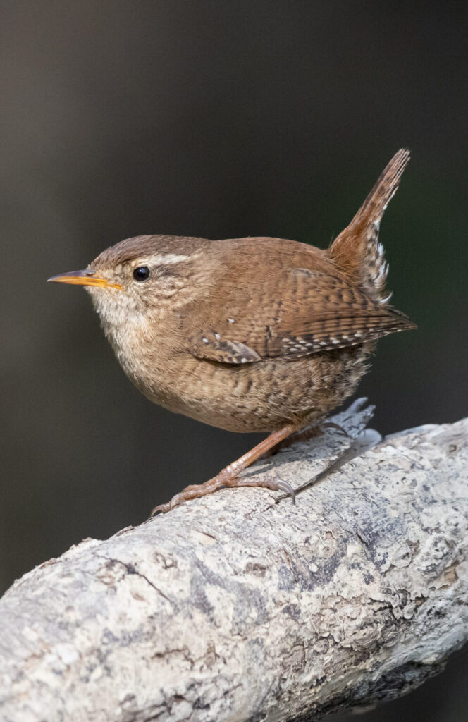 troglodyte mignon sur une branche