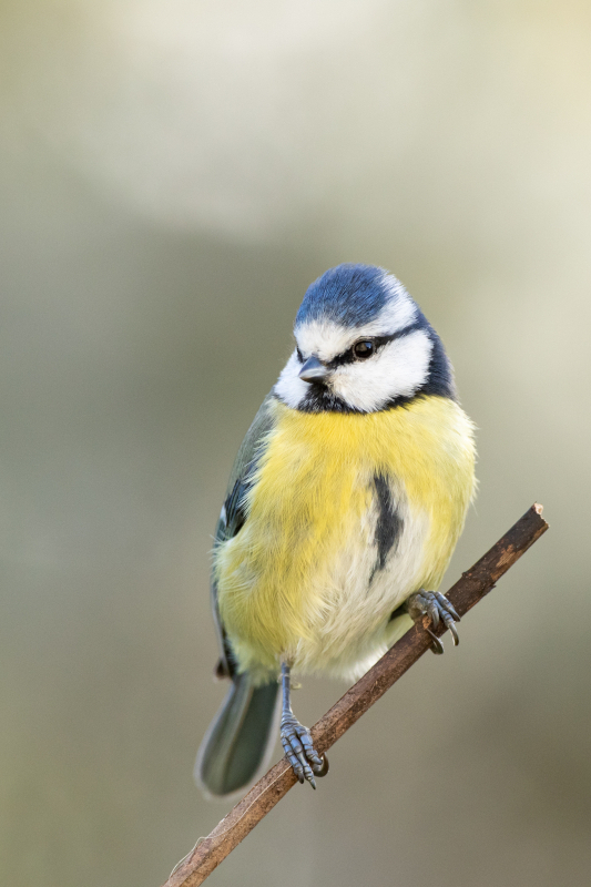 mésange bleue sur une blanche qui regarde vers la gauche