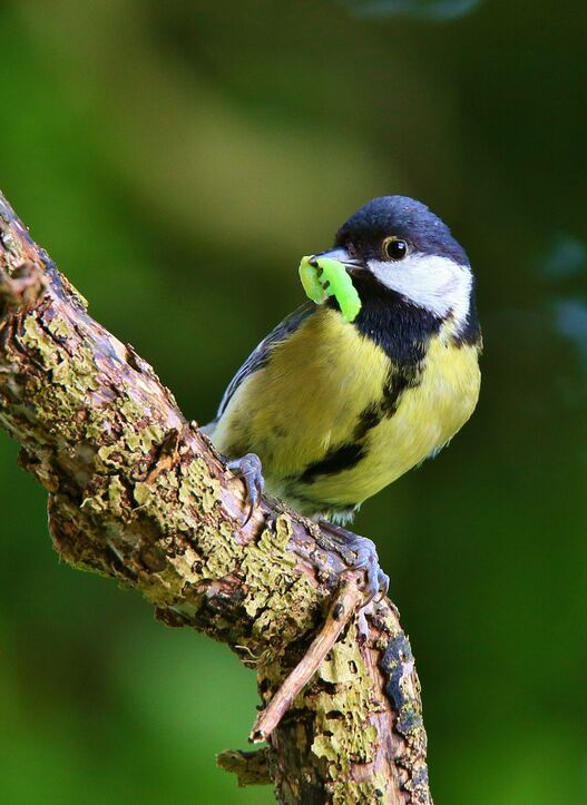 mésange charbonnière avec une chenille verte dans le bec