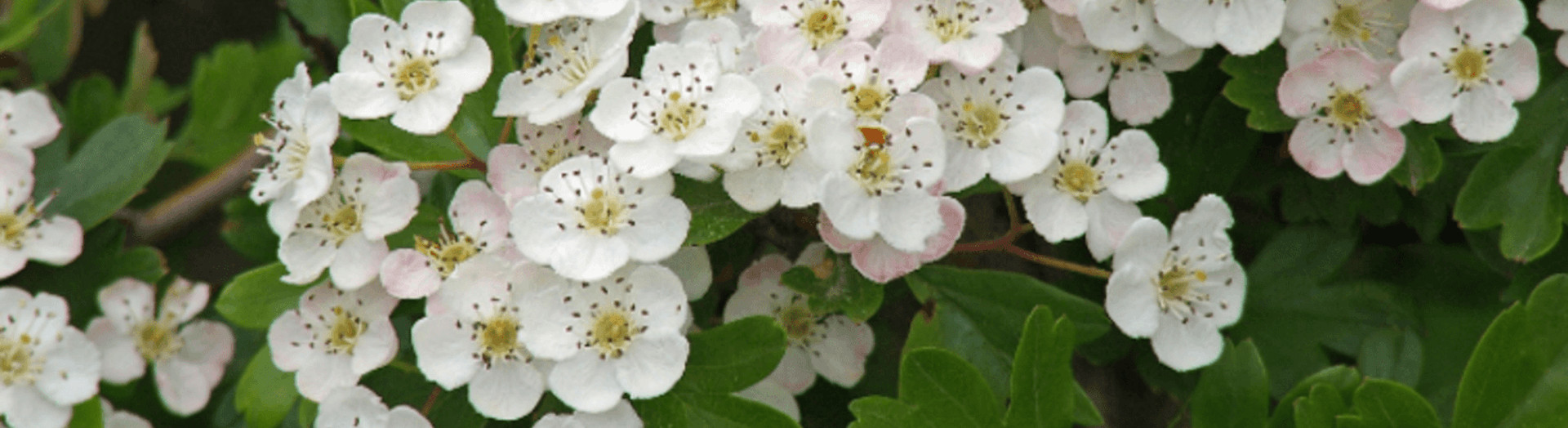 fleurs d'aubépine sur leur branche