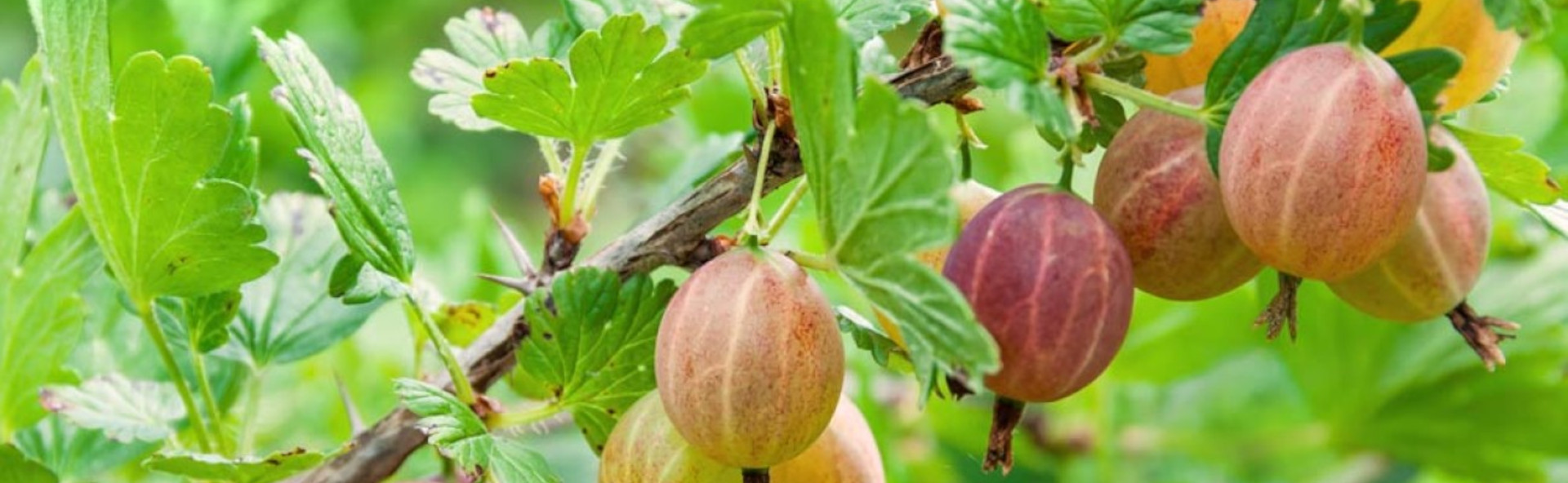 groseiller à maquereaux, fruits sur l'arbre