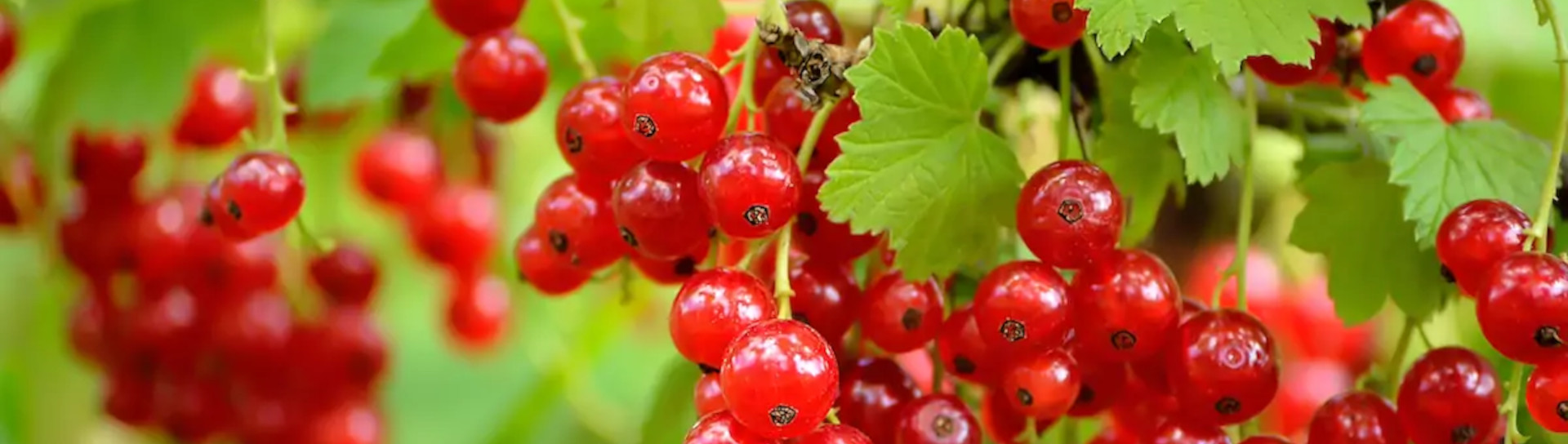 groseilles rouges sur l'arbre