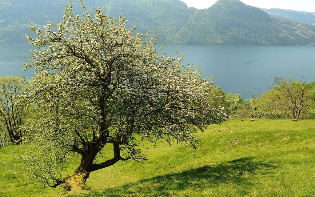 pommier sauvage à flanc de colline avec vue sur lac