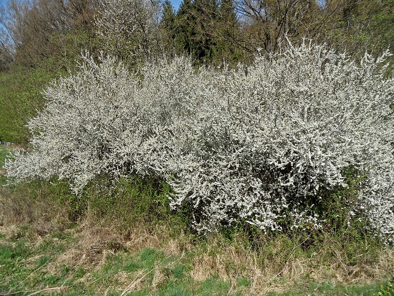 Prunellier en fleurs