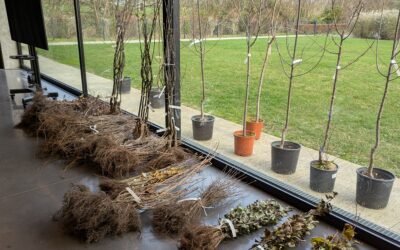 Retour sur la Journée de l’Arbre 2025 (Geer) : Adalia, Natagora, COPIL et la Distribution d’Arbres