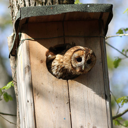Nichoir pour chouette hulotte
