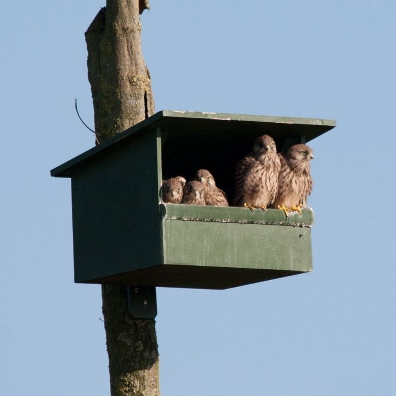 Nichoir faucon crécerelle avec ses habitants