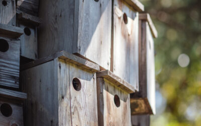 Atelier Nichoirs Geer & Conseils DIY pour la Biodiversité