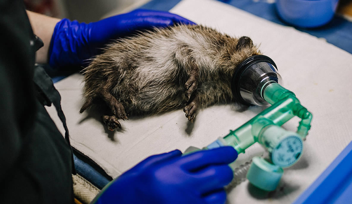 Hérisson en salle d'opération d'un CREAVES