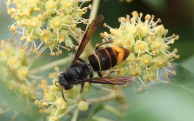 Frelon Asiatique : Réunion d’information et appel aux bénévoles