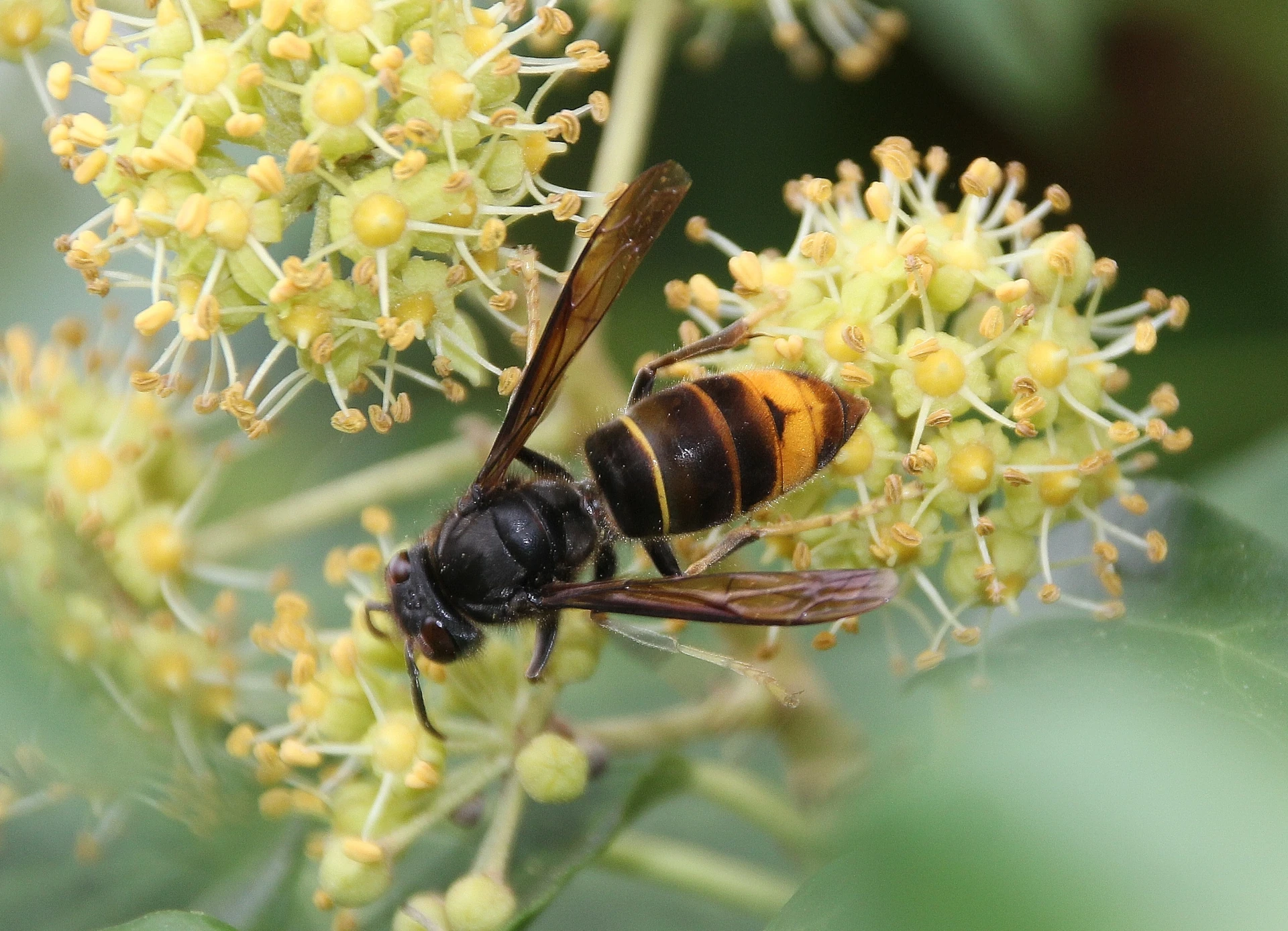 frelon asiatique sur une fleur