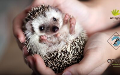 Hérissons & Jardins modernes : mode d’emploi pour une cohabitation sans casse