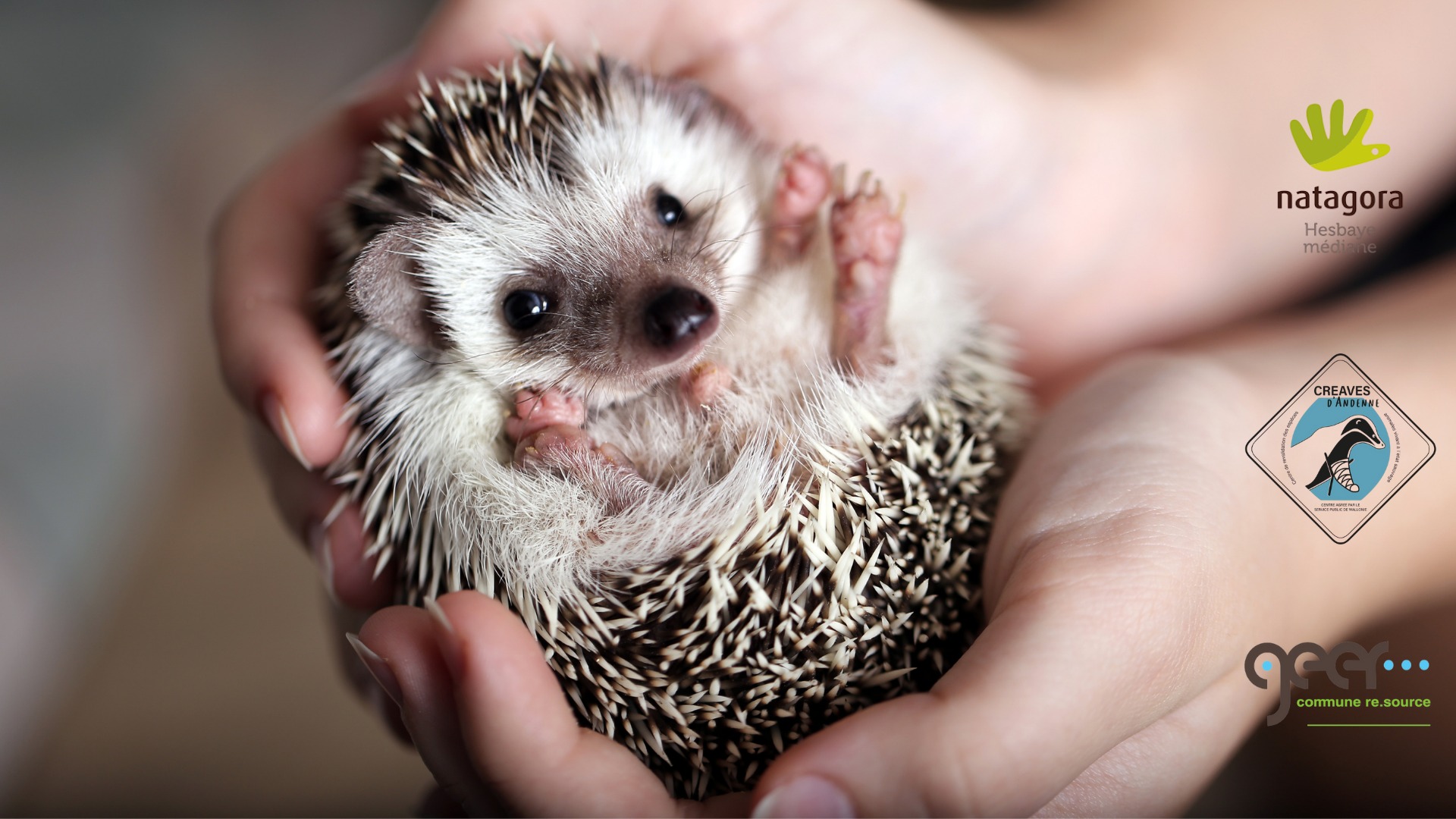 jeune hérisson tenu en main