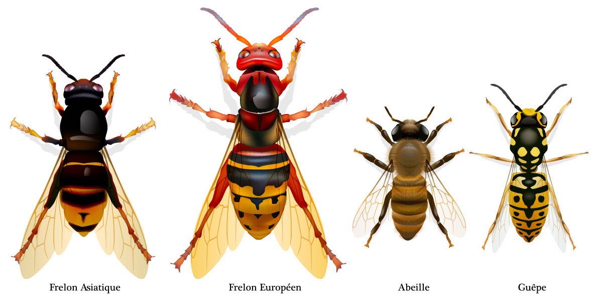 Comparatif entre la guèpe, le frelon européen et le frelon asiatique