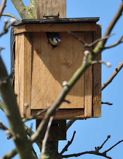 Nichoir occupé une mésange bleue sort