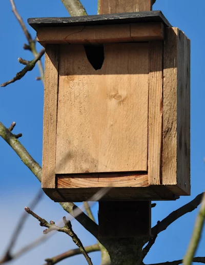 Nichoir pour mésange bleue fixé à un pommier