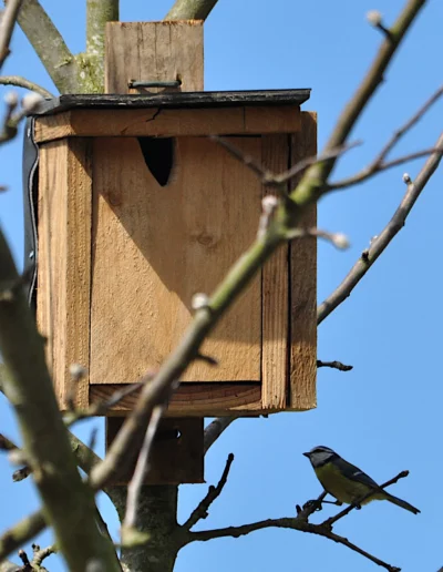 Nichoir mésange bleue en approche