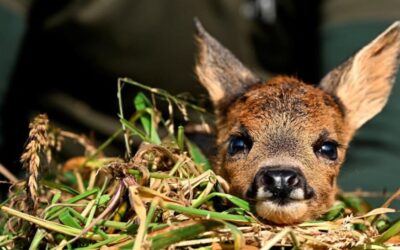 Sauvons la faune de nos champs geerois